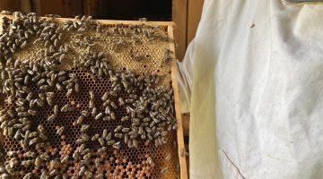 'You Want to Keep Them Alive':  Beekeeping as a Way of Life