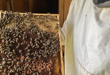 'You Want to Keep Them Alive':  Beekeeping as a Way of Life